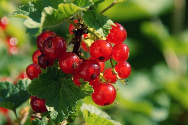 Кракен продажа наркотиков