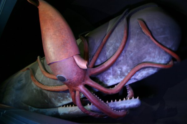 Hydra kraken